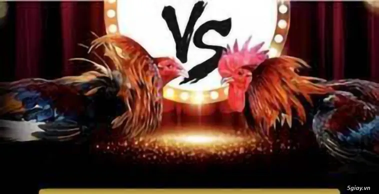 Đá Gà GD365 Đấu Trường Kịch Tính Thống Trị Mọi Kèo Cược