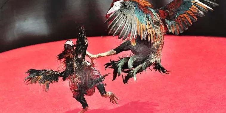 Chinh Phục Đấu Trường Đá Gà Sabong GD365 Với Chiến Thuật Bất Bại