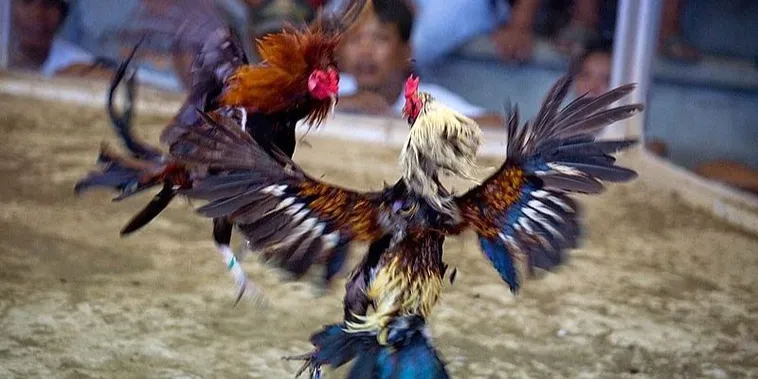 Chinh Phục Đấu Trường Đá Gà Sabong GD365 Với Chiến Thuật Bất Bại